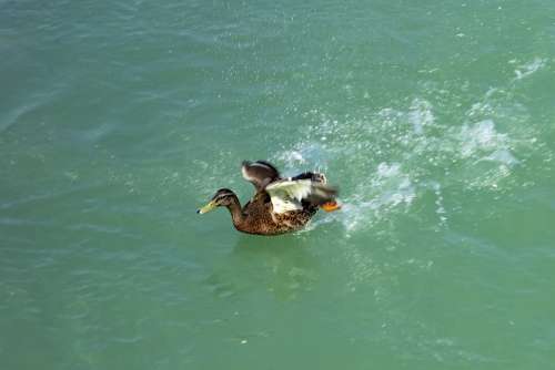 Duck Wild Ducks Teal Female Chick Bird Birds