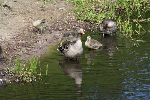 Ducks Duck Family Birds Moat Ahrensburg Castle