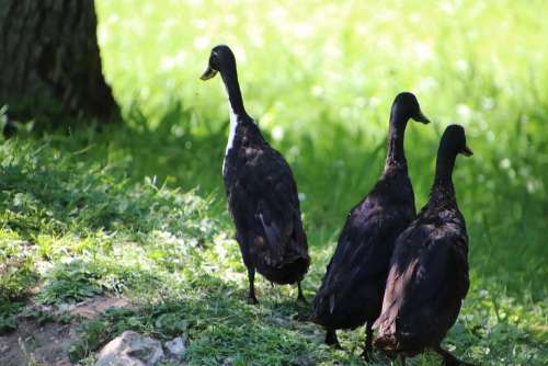 Ducks Waterfowls Exotic Birds Animal Creek Pen
