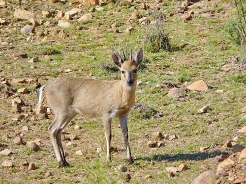 Duiker Antelope Africa Wildlife Wild Animal