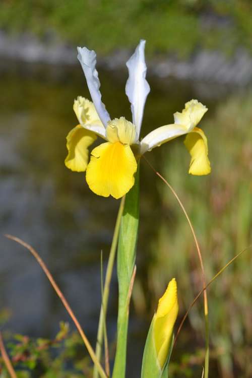 Dutch Iris May Flower Yellow Alone Garden Blooms