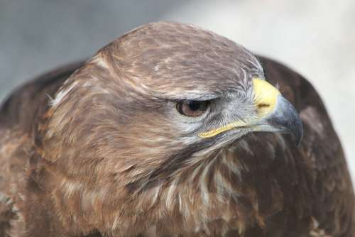 Eagle Bird Portrait Head Predator