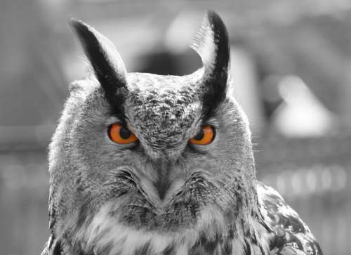 Eagle Owl Eyes Owl Feather Animal Nature Bird