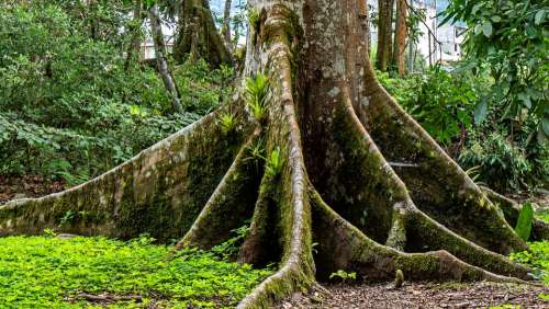 Ecuador Rainforest Tree Root Board Root Nature
