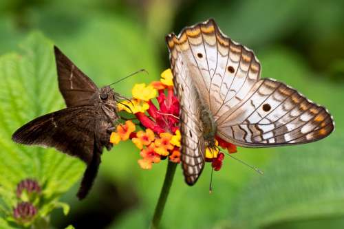 Ecuador Tropics Butterfly Butterfly Nature Texture