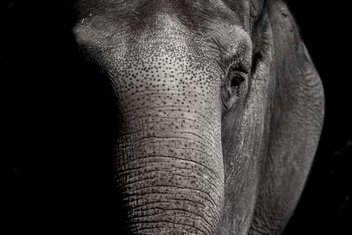 Elephant Zoo Animal Animal World Pachyderm
