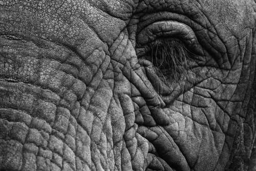 Elephant Eye Eyelashes Skin Thick Skin Grey Fold