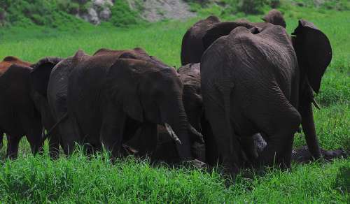 Elephant Skincare Elephants Endangered Wildlife