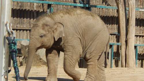 Elephant Alone Endangered Ear Ivory Safari Zoo