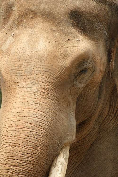 Elephant Animal Mammal Pachyderm Skin Big Strong
