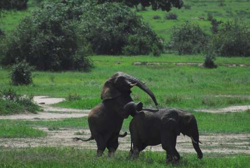 Elephants Tanzania Africa Nature Tarangire