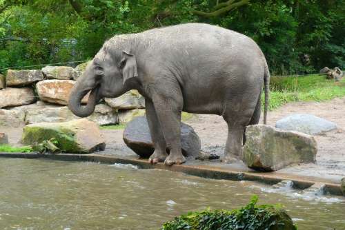 Elephants Water Funny Mammals Trunk Zoo Blijdorp