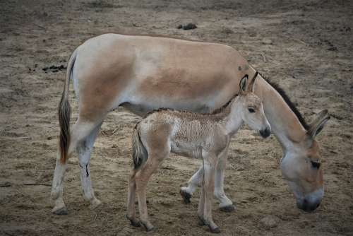 Emmen Zoo Mule Foal Mother Sweet Close Up