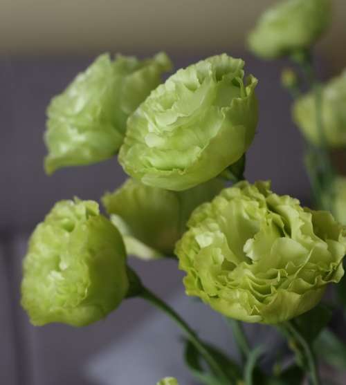 Eustoma Flowers Bouquet Color Green Flower