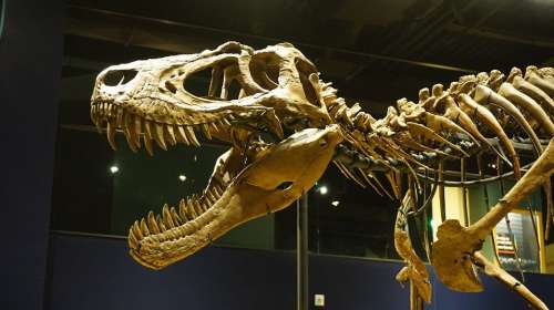 Extinct Predator Dinosaur T-Rex Dino Tyrannosaurus