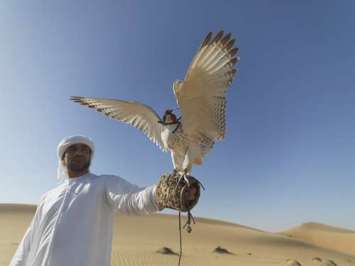 Falcon Uae Desert Hunter Claws Falconry Feathers