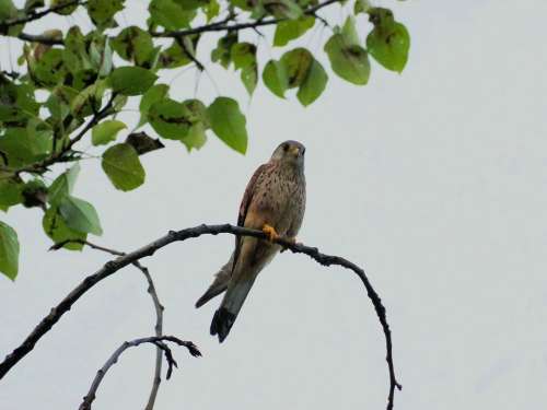 Falcon Raptor Bird Of Prey Animal World Nature