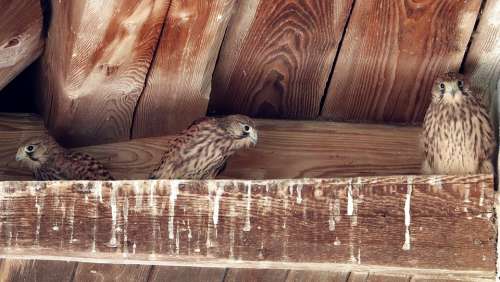 Falcon Bird Of Prey Raptors Young Hawk Nest