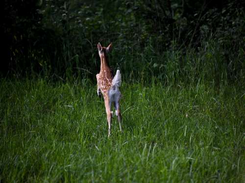 Fawn Deer Baby Jump Spots Woods Nature