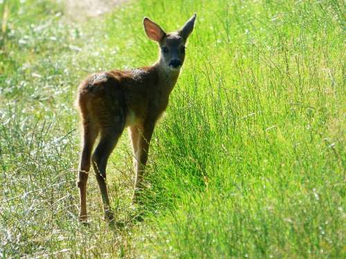 Fawn Animal Nature Young Grass Forest Wild Cute