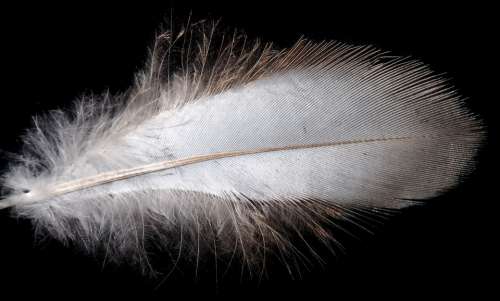Feather White Plumage Bird Flying Fluffy Nature