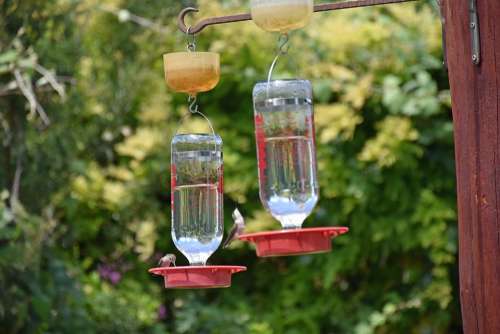 Feeders Hummingbird Bird Wildlife Flying Nectar