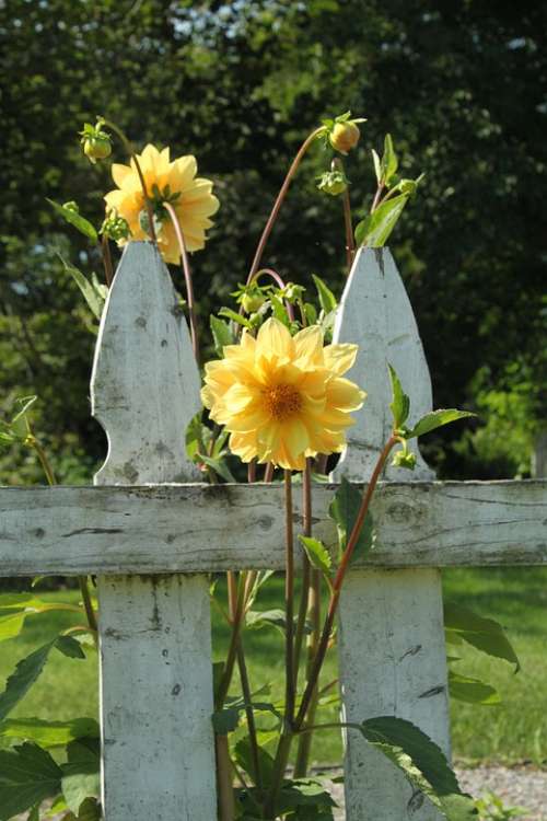 Fence Flowers Garden