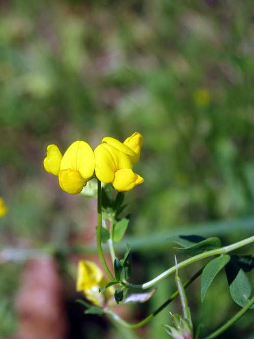 Fenugreek Wild Flower Trigonella Yellow Prairie