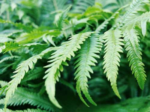 Fern Leaf Green Plant Texture Natural Nature