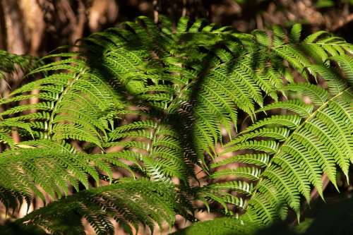 Ferns Fronds Foliage Green Forest Queensland