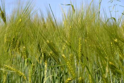 Field Cereals Agriculture Cornfield Grain Plant