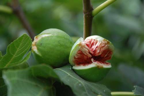Fig Fruit Sweet Burst Ripe