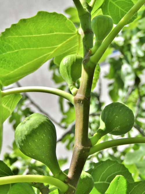 Figs Fruits Fruit Delicious Fig Tree Sweet Green