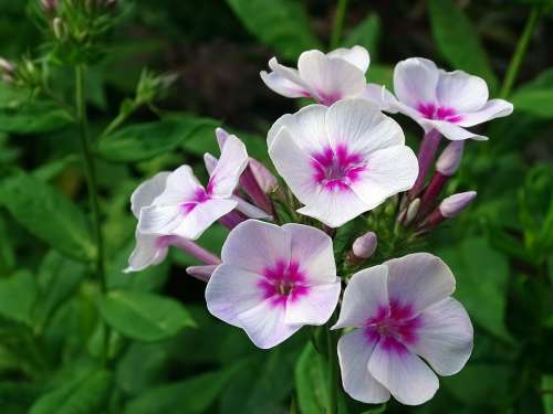 Flame Flower Phlox Greek Valerian Plant