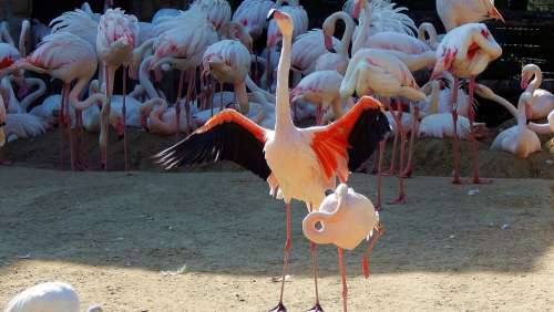 Flamingo Rule Zoo Nature Wing Color Animals