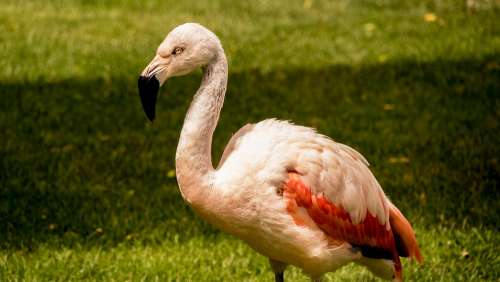 Flamingo Meadow Nature Animal Bird Animal World