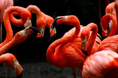 Flamingos Phoenicopteridae Colombia Cartagena Birds