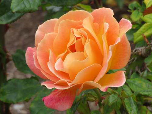 Floral Rose Orange Bloom Gardens