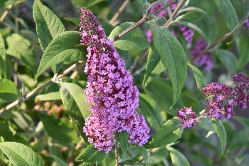 Flower Tree Butterfly Buddleia Spring Nature Flora