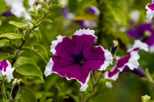 Flower Flower Garden Petals Nature Summer Garden