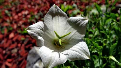 Flower Blossom Bloom Nature Bellflower White