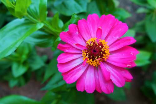 Flower Nature Summer Plant Garden Pink