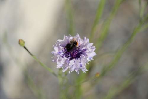 Flower Blossom Bloom Hummel Close Up