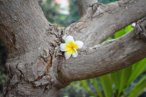 Flower Tree Yellow Wood Trunk Spring Bloom