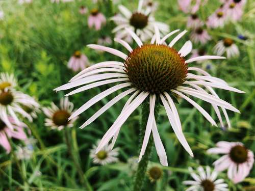 Flower Summer Coneflower Echinacea Nature Plant