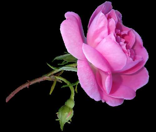 Flower Rose Pink Bloom Stem Bud Fragrant Perfume