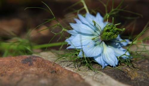 Flower Nigella Damascena Love-In-A-Mist Nigella