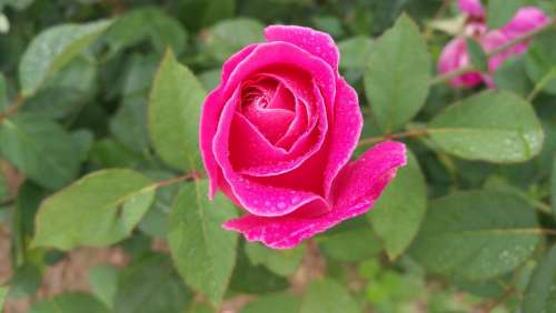 Flower Rose Pink Romantic Flowers