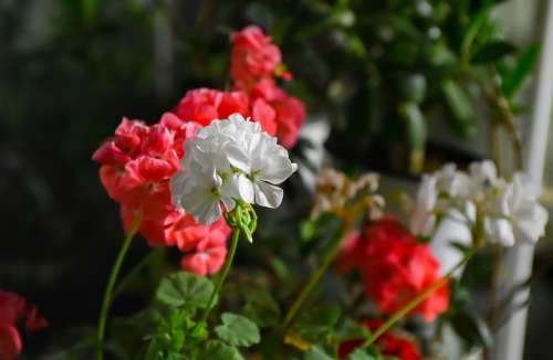 Flower Geranium Pink White