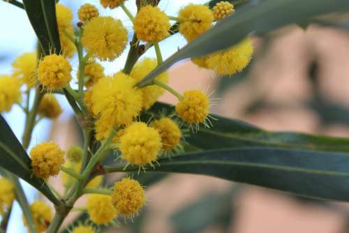 Flower Nature Summer Plant Spring Garden Flora